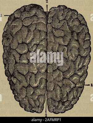 . Das kosmische Gesetz; die Unsterblichkeit der Seele und die Existenz Gottes. anteriore Teil, die Cere-Bellum, oder niedriger und posterioren Teil und den Teil calledthe Medulla oblongata, die kontinuierlich mit der upperend des Rückenmarks und hat nicht thebrain inaptly genannt worden - Stammzellen, und manchmal auch die Glühbirne. Das Gehirn, spinalcord und Nerven sind jeweils aus zwei verschiedenen Stoffen, die aus der Farbe, gekommen sind knownas Grau und Weiß - werden die weiße Substanz largelypredominating. Das Großhirn ist etwa sieben - eights des Gehirns - Struktur und ist in zwei Gleichen gebildet Stockfoto