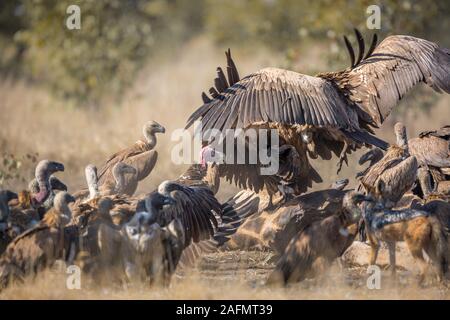 Gruppe von Weißen gesichert Geier kämpfen auf giraffe Leichnam in den Krüger National Park, Südafrika; Specie Tylose in africanus Familie Accipitridae Stockfoto