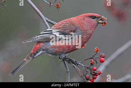 Pinie grosbeak, Pinicola enucleator Essen Rowan Beeren Stockfoto