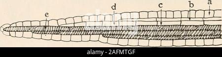 . Anlage Anatomie aus der Sicht der Entwicklung und Funktionen der Gewebe, und Handbuch der Micro-Technic. e offenbar die ungeteilte Mutter Zellen der Sieb Rohre andcompanion Zellen (siehe Seite 37); diese werden dann ausgelassen und theends der Adern haben nur Grenze Parenchym Zellen (die einen Teil der aremorphologically mesophyll oder grundlegende Klammer - chyma und nicht der Leitbündel), in der Umgebung des lasttracheids. Diese Tatsachen sind inFig schematisch dargestellt. 90. Das Essen von der Palisade und schwammig Parenchym in der 164 TRANSPORT VON LEBENSMITTELN in Form von löslichen carbohyhrate wie Stockfoto