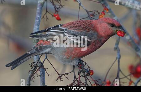 Pinie grosbeak, Pinicola enucleator Essen Rowan Beeren Stockfoto