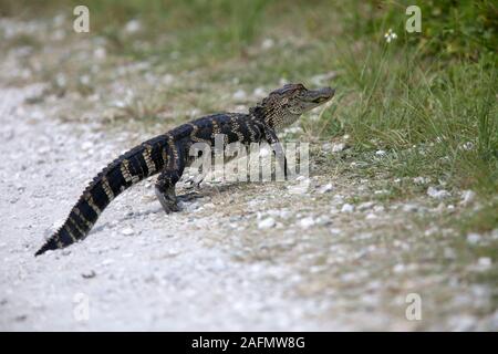 Juni 2016 - Krokodil in Nordamerika, nur über den Trail. Stockfoto