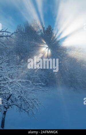 Sonne scheint durch die Äste und Nebel casting lange Strahlen von Licht an einem Wintermorgen. Wetter, Jahreszeiten, natürliche Phänomene und glauben Konzepte. Stockfoto