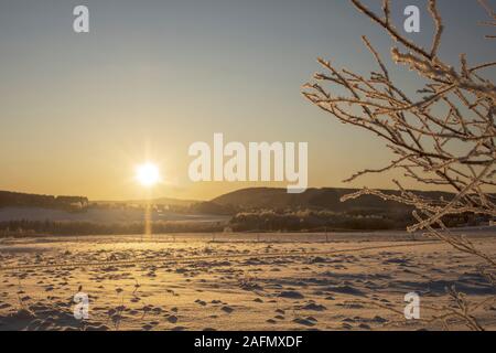 Winterlandschaft mit schneebedeckte Feld und ein Zweig mit Frost im Vordergrund, und die Sonne auf den höchsten Punkt des Tages auf einem blauen Himmel, Abbildung f Stockfoto