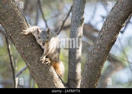 Eastern fox Eichhörnchen auf Zweig der Baumstruktur essen Muttern Stockfoto