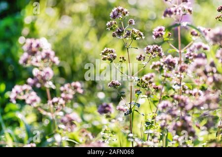 Blühende duftende Oregano hautnah. Die Kräutermedizin. Origanum vulgare. Stockfoto
