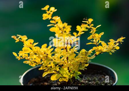 Berberis thunbergii Aurea oder berberitze Strauch in der Nähe von Bush mit gelben Blättern. Sapling eines jungen Berberitze. Stockfoto