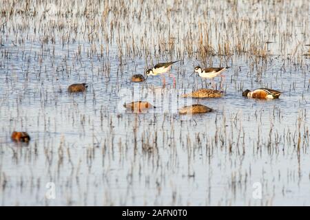 Amerikanische säbelschnäbler Fütterung mit Teal und Northern shoveler Enten Stockfoto