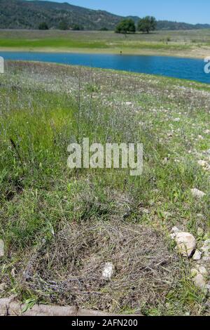 Lake berryessa blauer Himmel Sommer Kalifornien Stockfoto
