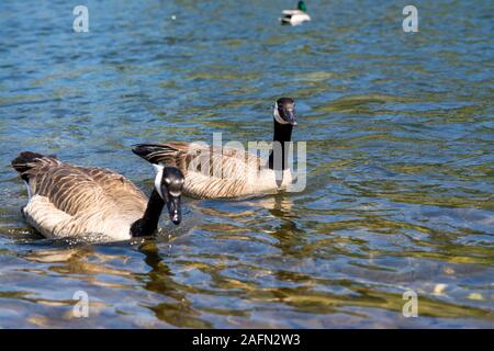 Zwei kanadische Gänse schwimmen auf Wasser Stockfoto