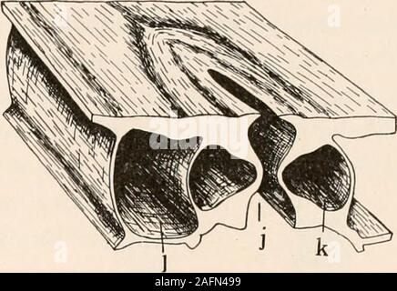 . Anlage Anatomie aus der Sicht der Entwicklung und Funktionen der Gewebe, und Handbuch der Micro-Technic. s Die Notwendigkeit der Absorption und Verteilung ofoxygen und Kohlendioxid ist der Hauptgrund für die existenceof ein belüften System aus Öffnungen und Durchgänge; aber Dampf des Wassers ausgeschieden in die gleichen Kanäle und throughthem wird in die Luft geworfen. Wie viel dies ist bloß Inci-dent auf die Tatsache, dass die Passage Möglichkeiten gibt es, und wie muchthe Wohlbefinden der Anlage Anforderungen dieser Ausscheidung von waterhas nicht definitiv festgestellt worden. Es gibt Zeiten des greatturgi Stockfoto