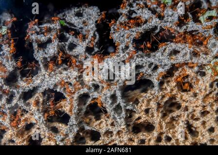 St. Paul, Minnesota. Como Park. Blattschneiderameisen. "Atta cephalotes'. Stockfoto