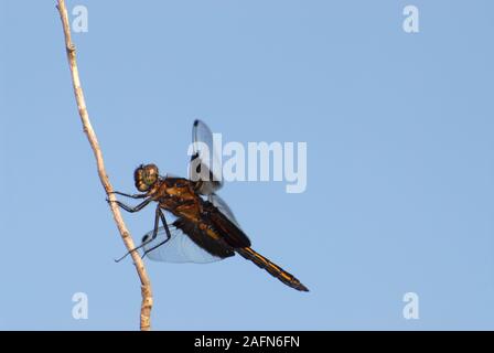 Leavenworth, Kansas. Witwe Skimmer, Dragonfly, "Libellula luctuosa' gegen den blauen Himmel. Stockfoto