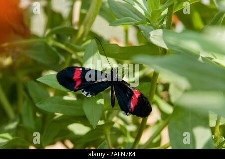 St. Paul, Minnesota. Como Park Butterfly Garden. Rot Postbote, 'Heliconius Erato cyrbia' Stockfoto