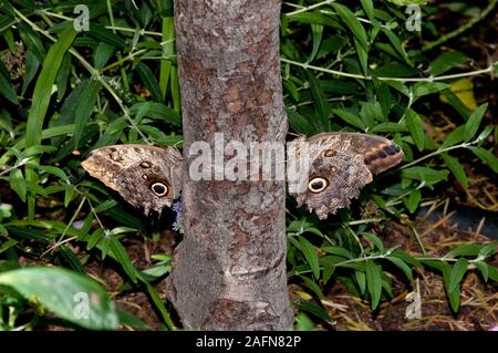 St. Paul, Minnesota. Butterfly Garden. Ein paar gemeinsame Riesen Eule Schmetterlinge Caligo eurilochus" auf der Seite auf einen Baum. Die ursprünglich aus Südamerika. Stockfoto