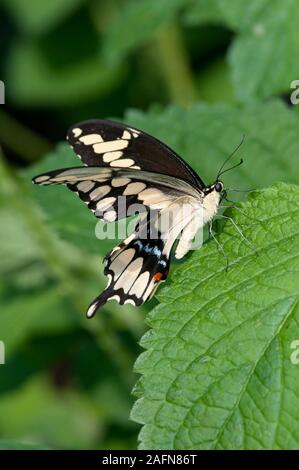 St. Paul, Minnesota. Como park Butterfly Garden. Giant swallowtail Butterfly; 'Papilio cresphontes' Stockfoto