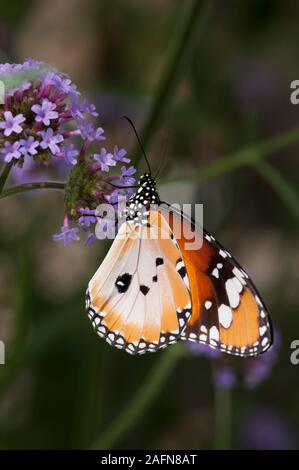 St. Paul, Minnesota. Butterfly Garden. Plain Tiger oder afrikanischen Monarch butterfly' Danaus chrysippus", ist ein gemeinsames Schmetterling, die weit verbreitet in einer ist Stockfoto