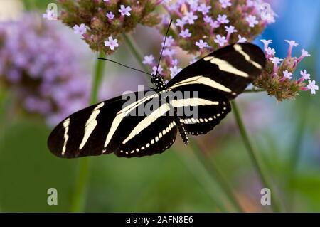 St. Paul, Minnesota. Butterfly Garden. Zebra Longwing Schmetterling, "Heliconius charitonia" ein beliebter Schmetterling von Florida. Stockfoto