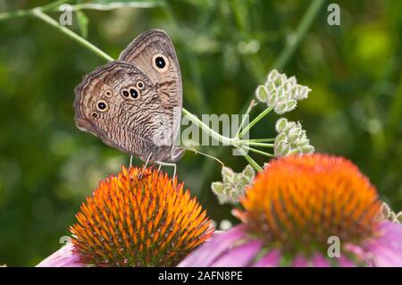 Leavenworth, Kansas. Common Wood Nymph Schmetterling, "Cercyonis pegala' auch als Holz - Nymphe, Äsche, Blauäugige Äsche und die Goggle Auge bekannt. Stockfoto