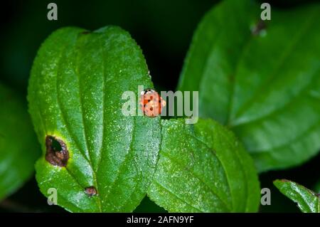 Vadnais Heights, Minnesota. John H. Allison Wald. Mehrfarbige asiatische Dame Käfer, "Harmonia axyrisis" wird auch als Harlequin ladybird Bec bekannt Stockfoto