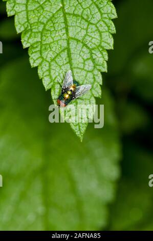 Vadnais Heights, Minnesota. Gemeinsamer grüne Flasche fliegen, Lucilia sericata (Phaenicia). John H. Allison Wald. Stockfoto