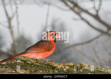 Vadnais Heights, Minnesota. Männliche Northern cardinal, Cardinalis cardinalis, sitzend auf einem Zweig in einem Winter Schnee Sturm. Stockfoto