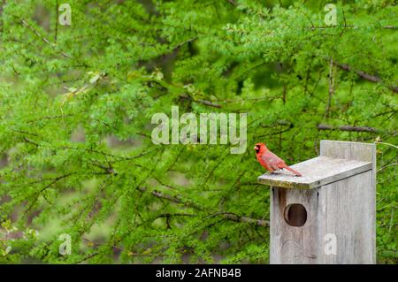 Kleine Kanada, Minnesota. Gervais Mill Park. Männliche Northern cardinal, Cardinalis cardinalis, sitzen auf den Vogel Nistkasten im Frühjahr mit schönen g Stockfoto