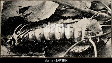 . Einführung in die Zoologie; ein Leitfaden für die Untersuchung von Tieren, für die Verwendung von weiterführenden Schulen;. Abb. 23. - Citheroma rcf/Al!x, das Regal Motte. Oliven- und roten Flügel, yellowspots. Nat. Größe. Foto, hy W. H. C. S. in heißes Wasser. Der Kokon ist eine kontinuierliche threadabout dreitausend Meter lang, von denen allerdings nur. Abb. 21. - Larven der Citheronia regalis. Kopf nach links. Eine halbe Nat. Größe. Foto, von W. H. C. S. etwa sechshundert Meter machen gute Seide. Diese longthread hat entwirrt werden. Das äußere Ende ist 26 Zoologie durch Einweichen der Kokon in heißem Wasser gelöst; dann mehrere theseends sind Stockfoto