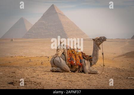 Kamel vor den Pyramiden sitzen, Ägypten Stockfoto