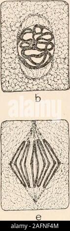 . Anlage Anatomie aus der Sicht der Entwicklung und Funktionen der Gewebe, und Handbuch der Micro-Technic. Stockfoto