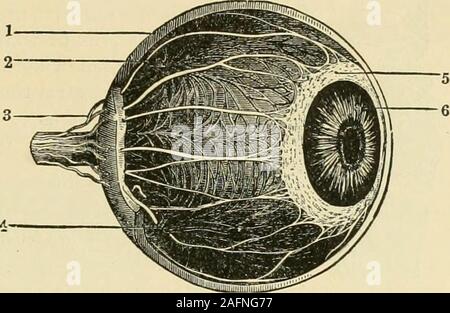 . Die standard Pferd Buch, bestehend aus der Zähmung, Controlling und Bildung der unversehrten und bösartige Pferde. Fk;. S 96. a, Sehnerv; b, SKLEROTISCHE; e, Aderhaut; d, Retina; e; t, Hornhaut, Iris; g, li. Ciliary Kreis; Ich, Kuvertierung auf Linse; j. Linse; k, kristalline Kapsel; 1, Glaskörper; m, n, anterioren und posterioren Kammern; o, Membran von Kammerwasser; p, s. Tarsi; q, q, Fi-brous Membran der Augenlider; r, Aufzug Muskel des oberen Augenlids; s, s Orbicularis Muskel der Augenlider; t, t, Haut der Augenlider; Bindehaut; u, v, Membran, die Hornhaut; x, Posterior rectusmuscle; y, Stockfoto