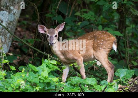 Junge Weißwedelhirsche (Odocoileus virginianus) im Regenwald von Panama. Stockfoto