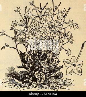 . Saatgut Jahresbericht 1903. Rs der Zweiten. Die Blüten sind deutlich größer als die des gemeinsamen Morning Glory und sind entweder einen tiefen, kräftigen Blau Schattierungen in einem weißen Hals oder eine überaus reiche, dunkle Carmine auch mit weißen thro;&gt;. t. Wir halten es die meisten practicallv nützliche Belastung von Convolvulus in Anbau und empfehle es als eines der besten tlie sunimer Kletterer. Die pflanzmaschine 13 Sicher fetisfactory Resultate zu erhalten. Pkt. lOcts Morning Glory, Aurora. M^mmw^W^l^J^ l=t"^:^ A (Scabiosa. oder Siceet Scabious ThisOUrning DPICle ist einer der attraktivsten der theoldfashioneii Blumen. Seine große Abu Stockfoto