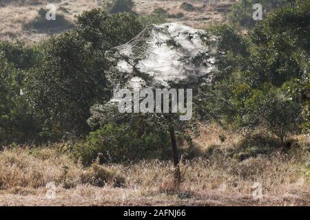 Von hinten beleuchtete spinnen Web-sites für einen kleinen Busch im frühen Morgenlicht, Querformat, Ol Pejeta Conservancy, Laikipia, Kenia, Afrika Stockfoto