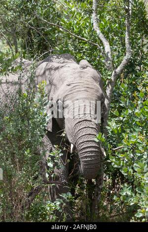 Ein junger afrikanischer Elefant Fütterung im Unterholz, Kopf und Gesicht auf, Hochformat, Ol Pejeta Conservancy, Laikipia, Kenia, Afrika Stockfoto