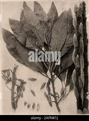 . Handbuch der Bäume im nördlichen Staaten und Kanada östlich der Rocky Mountains. Foto - beschreibend. CORK - Holz. Lcilncrin Floridana (liapra.. Abb. 33. Branchlet mit Blättern und reifen Früchten, i; Obst m sectK. staminate (links) und pistillate (rechts). 84. Stamm des Baumes im Sumpf am Rande St. Francis River, Mo 85. Holz Struktur vergrößert 15 Durchmesser. branchlets m Winter, 3; Handbuch der Bäume des Nokthern Staaten und Kanada. 73 Diese merkwürdige und seltene Baum hat die distinc- Herstellung von Holz, das ist der leichteste^ Gewicht aller bekannten Wald. Es ist ein smalltree, nur unter Stockfoto