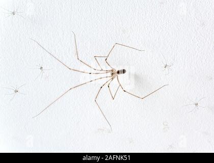 Pholcus phalangioides/Daddy Long - Beine Spider Stockfoto