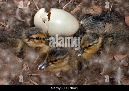 Stockente (Anas platyrhynchos). Eine Stunde alte junge Entlein Nach dem Schlupf, und eine leere Eierschale. Stockfoto