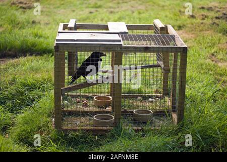 LARSEN TRAP für die Steuerung der Corvids verwendet (Krähen), als Schädlinge betrachtet oder haben rmin" durch Spiel verwalteten Ländereien. Live decoy Vogel verwendet. Legal. Stockfoto