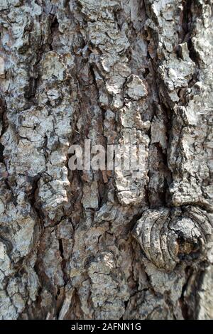 Natürliche Textur Baum Rinde. Rinde von Platane Stockfoto