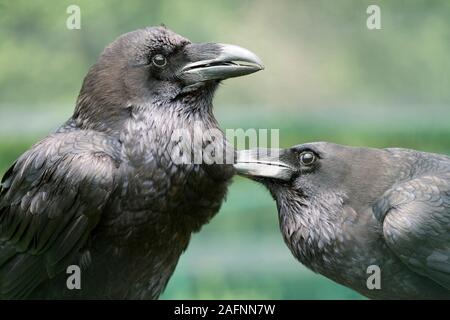 Rabe (Corvus Corax). Paar, mit weiblichen auf der rechten erbitten männlich. Tower von London, UK. Stockfoto