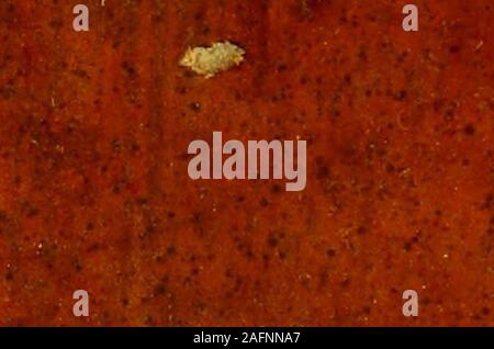 . Reisen durch die inneren Teile in Nordamerika, in den Jahren 1766, 1767 und 1768. Reifen -^319 * 334 Krieger, der Große 257 indische, dem militärischen Arm der 269 Wasser - Fehler - - 4^3 Wasser - fnakes -- 167, 486 Wochen der Indianer 252 Whetfaw von Amerika 47^ Schlagbesen - werden. 467 Whirtle - Beeren - 135 Weiß-afli, Gegenmittel gegen die Rassel - fnake poifon 482 Wickopick - Baum - - 499 wilden Indigo - 520 wilder Reis - - 523 Willow --. 506 Winde von Amerika unterschiedlicher Temperatur 70 Winnepeek Fluss 108,110 Winter - grün? £^10 Hexe - hazle - 509 Hexerei, wie behandelt - 39^Ehefrauen, ftation von -^67 Wölfe, Amerikanische   Stockfoto