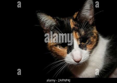 Gelbe Augen cate Gesicht Details Portrait auf schwarzem Hintergrund, Tier Haustiere wallpaper Stockfoto