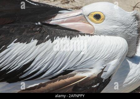 Adelaide, Australien. 16. Dezember 2019. Ein australischer Pelikan (Pelecanus Conspicillatus) mit einem rosa Bill ruht auf einem Strand. Credit: Amer Ghazzal/Alamy leben Nachrichten Stockfoto