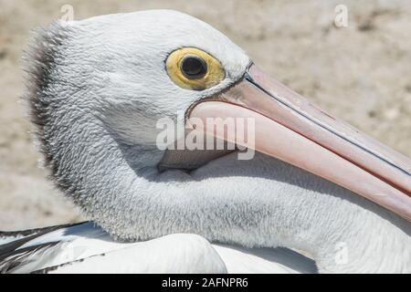 Adelaide, Australien. 16. Dezember 2019. Nahaufnahme eines Ein australischer Pelikan (Pelecanus Conspicillatus) mit einem rosa Bill ruht auf einem Strand. Credit: Amer Ghazzal/Alamy leben Nachrichten Stockfoto