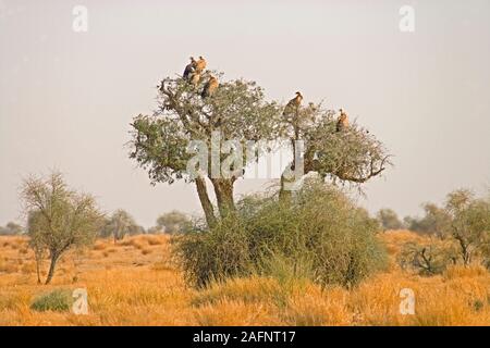 Eurasischen GÄNSEGEIER (Tylose in Fulvus). Auf eine Nacht Rast- Baum. Sudaseri, Wüsten Nationalpark, Rajasthan, Indien. Stockfoto