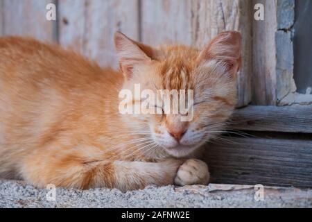 Schlafen streunende Katze. Lustige rote heimatlose Katze schläft auf den Straßen der Stadt Stockfoto