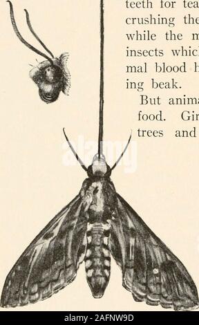 . Die animans und Mann; eine elementare Lehrbuch der Zoologie und der menschlichen Physiologie. Ähnlich verhält es sich mit jenen animalswhich Feed auf tierische Angelegenheit. Löwen, Tiger, Hunde und Katzen haben strongteeth für Reißfestigkeit und breiten Zähne forcrushing das Fleisch von anderen Tieren, während die Mücke, floh, und otherinsects, die sich im Wesentlichen auf die ani-live-mal Blut ein Piercing haben und saugen - ing Schnabel. Aber Tiere müssen zuerst theirfood erhalten. Giraffen erhalten Ihre von Highy Bäume und Sie haben wonderfullylong Hals enablethem bis zu erreichen; themoths und butterflieswhich Feed auf nectarfrom Blüten mit langen, schlanken saugen - tubeswith Stockfoto