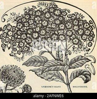 . Handbuch alles für den Garten: 1894. HOLLYHOCK - Hendersons Hervorragende verdoppeln. Siehe farbige Platte auf - Seite 127. Unsere Stockrosen die höchste Auszeichnung, die an den Welten Columbian Exposition, Chicago, 1893. Grand im Sommer und im Herbst blühenden Pflanzen, die langen Stacheln der doppelten Blumen/£^^ 3 bis 4 Zoll. Hardy bieunial, 5 bis 8 m hoch. Das Saatgut Wir bieten bas aus unserem einzigartigen Sammlung von auserlesenen verbesserte Doppel Sorten gespeichert. (Siehe .) ^-^ Weiss. (Siehe Nr. 3 auf farbigen Platte, Seite 127.) Pkt. 10 Doppeltiefe Rose. (Siehe Nr. 6 auf farbigen Platte, Seite 127.) 10 Doppelzimmer Lachs. Stockfoto