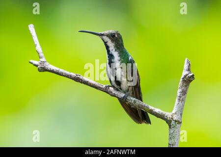 Weiblich Black-throated Mango Kolibri (Anthracothorax nigricollis) hocken in Darien, Panama. Stockfoto